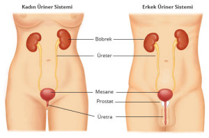 Kadın ve Erkekte Üriner Sistem - Prof. Dr. Sinan Zeren